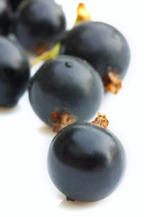 black currant on a white background