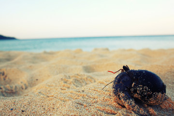 crab on sand beach coast - obrazy, fototapety, plakaty