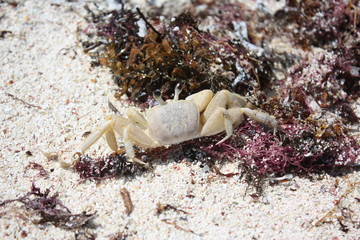 Strandkrabbe