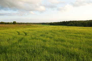 Obraz premium поле