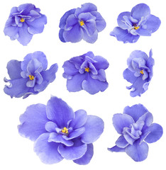 Set collection of fresh beautiful violet flowers isolated on white