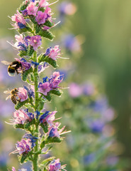 Diestel mit Hummel 1