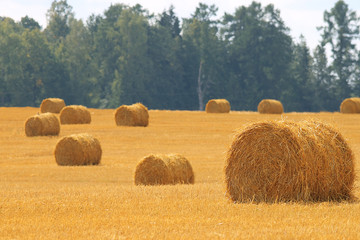 field landscape Indian summer grain harvest expanse
