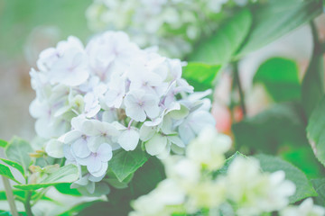 hydrangea flower
