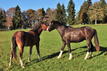 Obraz premium Câlin chevaux Jura.