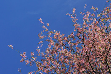 Wild Himalayan Cherry with clear blue sky