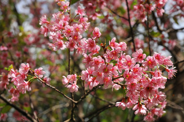 Wild Himalayan Cherry with clear blue sky