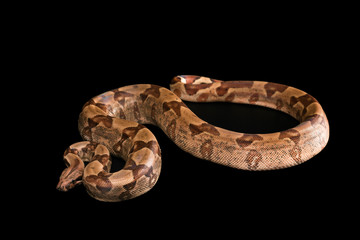 Obraz premium Boa constrictors isolated on black background
