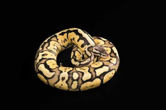 Female Ball Python. Firefly Morph or Mutation