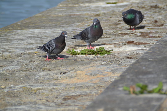 Pigeons sur les bords de Saône