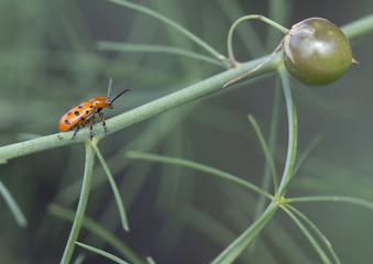 Жучок на спарже