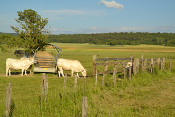 Vaches blanches
