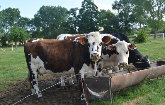 vaches laiti&egrave;res