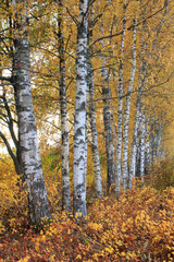 Fototapeta premium Autumn