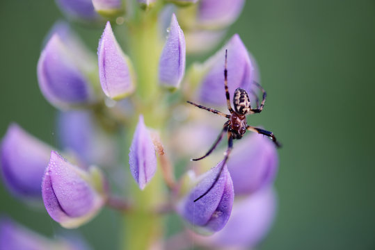 A macro image of a spider sitting in a lupin flower