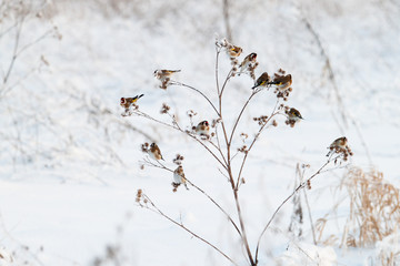 European goldfinch family