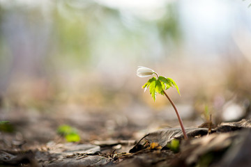 Wild spring wood Anemone (Anemone nemorosa)
