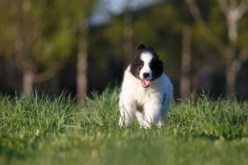 Naklejka na ściany i meble Landseer puppy