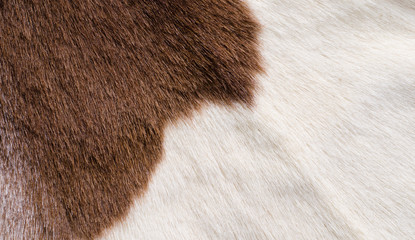 fur