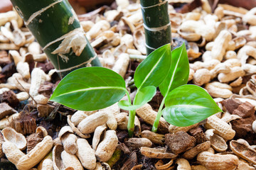 small plant grow in organic soil with peanut caps