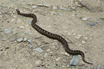 Obraz premium vipera ammodytes, horned viper