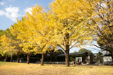 鮮やかに紅葉した銀杏並木