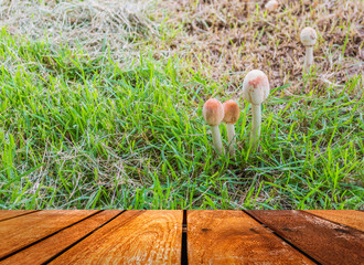 Mushrooms Growing in Grass