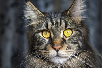 Face of maine coon cat