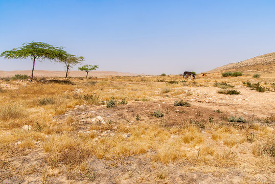 Desert landscape in Israel's Negev desert