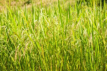 Closed up of ripening rice in a paddy field