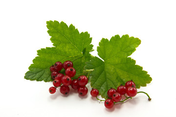 currant