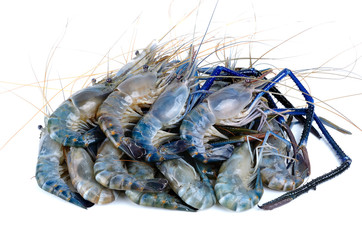Fresh Shrimp isolated on the white background