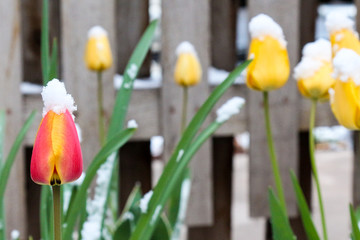 Two tone tulip in front of blurry yellow tulips all with snow perched atop