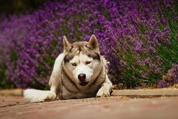 Grey dog lying on the footpath. Flowering lavender in the background. Portrait of a Siberian Husky.