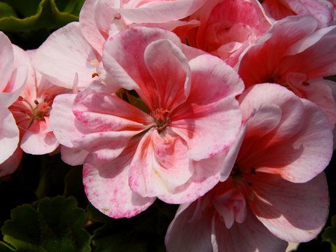 Pink flowers of geraniium pot-plant