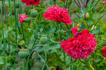 Mohnblüten mit Mohnkapseln