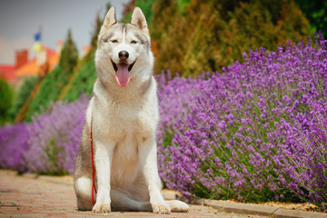 Grey dog lying on the footpath. Flowering lavender in the background. Portrait of a Siberian Husky.