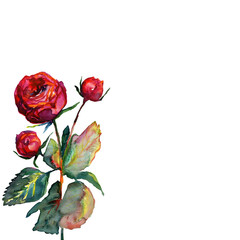 Fototapeta premium Pattern with red fragile roses and copy space