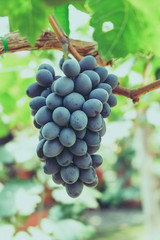 grapes with retro filter effect