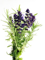 Fototapeta premium rosemary herb with lila flowers