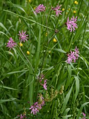 wild plant Ragged-Robin with lila flowers