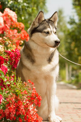 Portrait of a Siberian Husky. The dog sits near blooming roses. Nordic dogs in the summer.