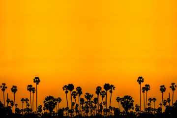 Sunset sky with sugar palm trees