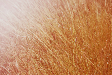 plant on background of brown sunset in summer field