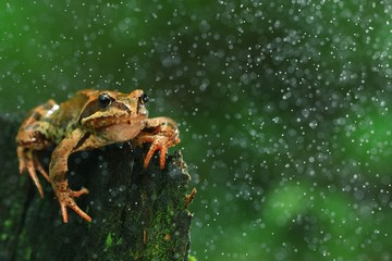 Frog close-up portrait