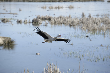 White stork, Salburua park, Vitoria (Spain)
