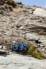 sentiero di montagna e fiori