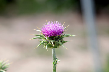 Thistle with blurred background