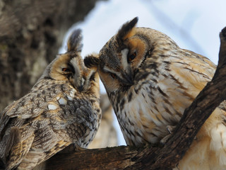 Long-eared Owl
