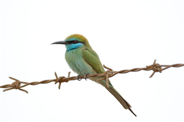 Little Green Bee-eater on barbed wire in Sharjah emirate of UAE